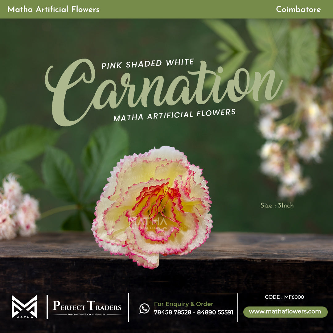 Carnation Pack of 100 Pcs