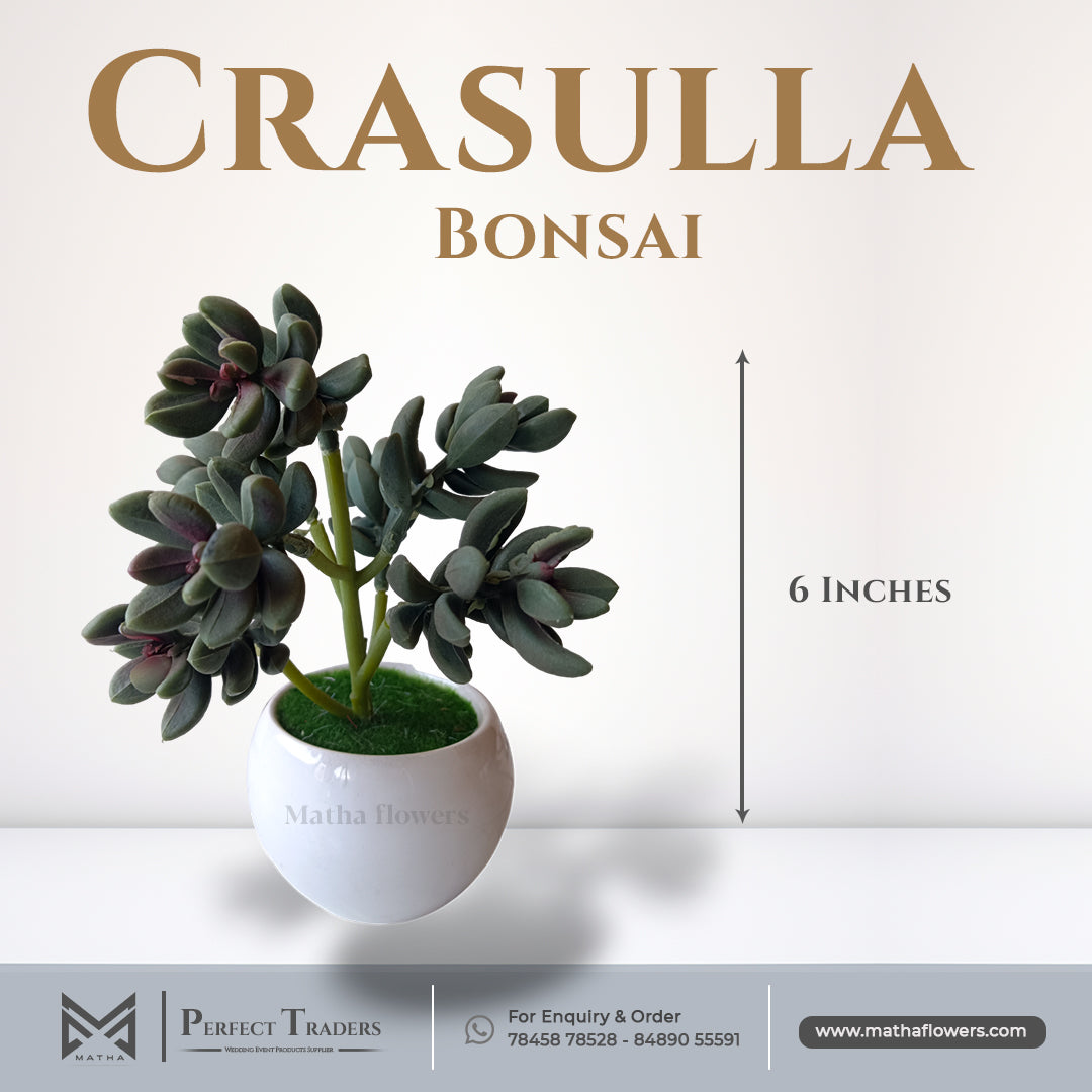 Crasulla Bonsai