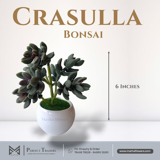 Crasulla Bonsai