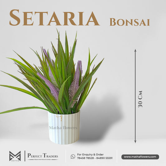 Setaria Bonsai