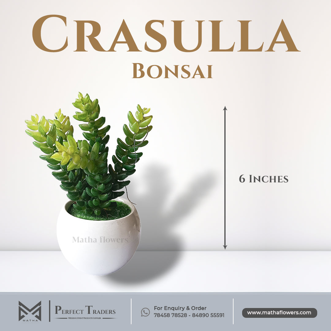 Crasula Bonsai