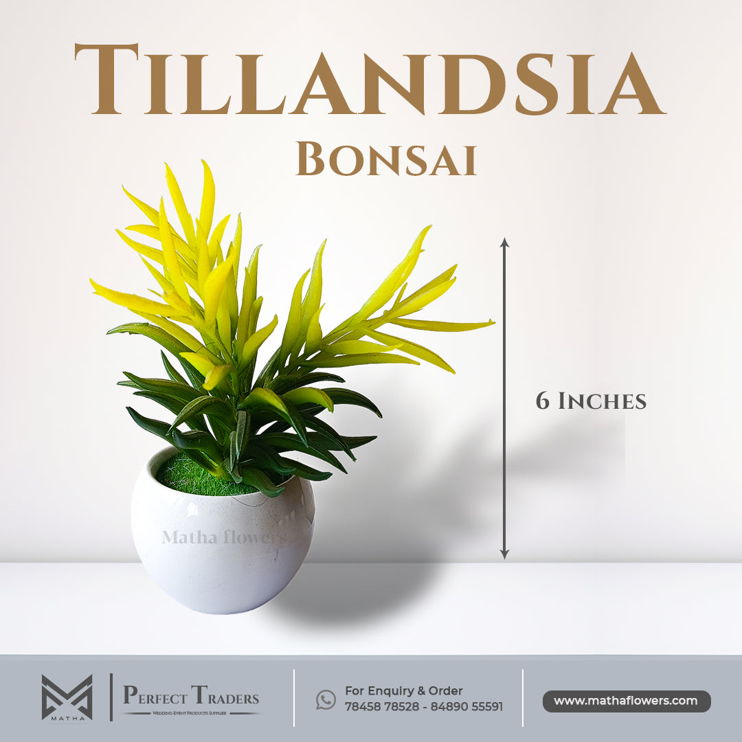 Tillandsia Bonsai