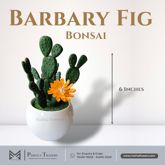 Barbary Fig Bonsai