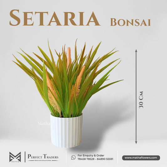 Setraria Bonsai